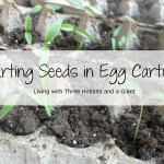 how to start seeds